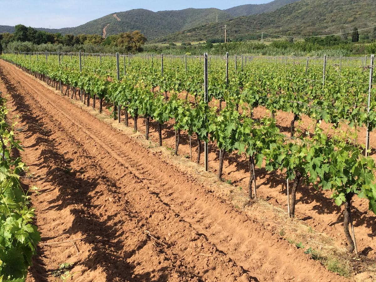 Agriturismo La Sassicaia カスティリオーネ・デッラ・ペスカーイア エクステリア 写真